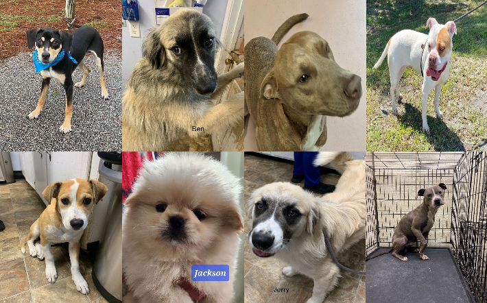 20230428pups