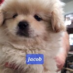 Jacob