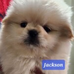 Jackson