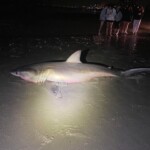 20230406shark2