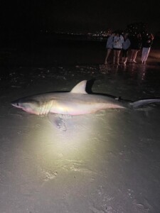20230406shark2