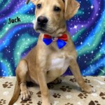 Jack