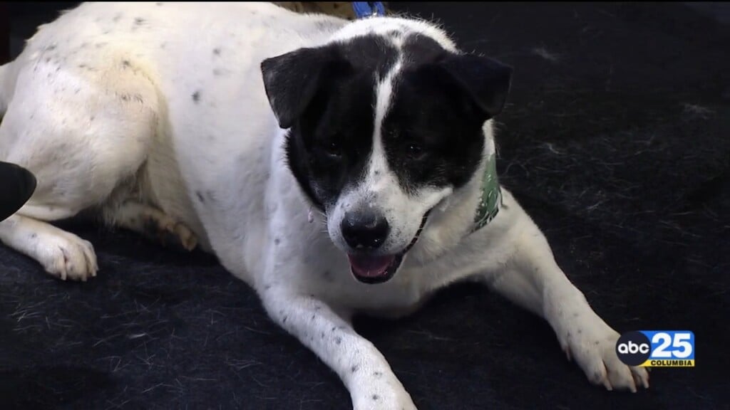 Pet Of The Week Baby
