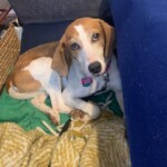 Sammy