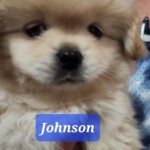 Johnson