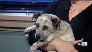 Pet Of The Week Mikey
