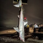 20230406shark4