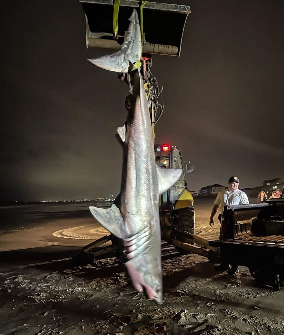 Great white shark washes ashore on N. Myrtle Beach ABC Columbia