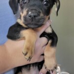 Piper
