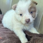 Lassie