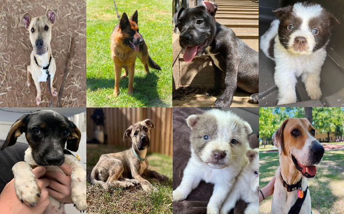 20230424pups