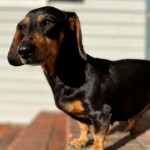 Daisy