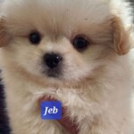 Jeb