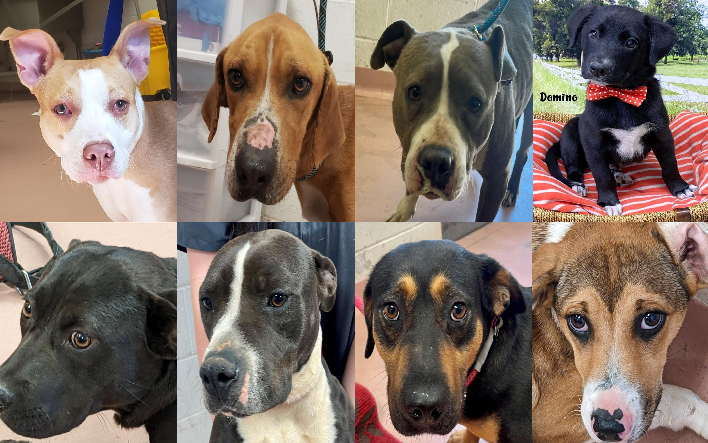 20230426pups