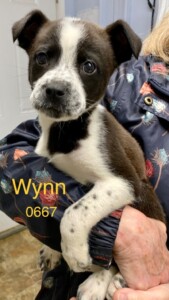 Wynn
