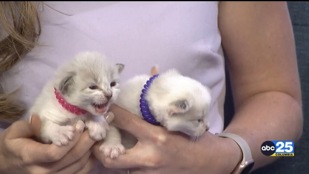 Pet Of The Week