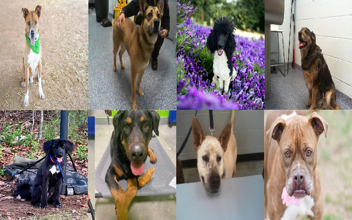 20230403pups