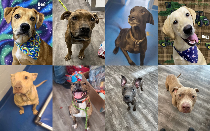 20230427pups