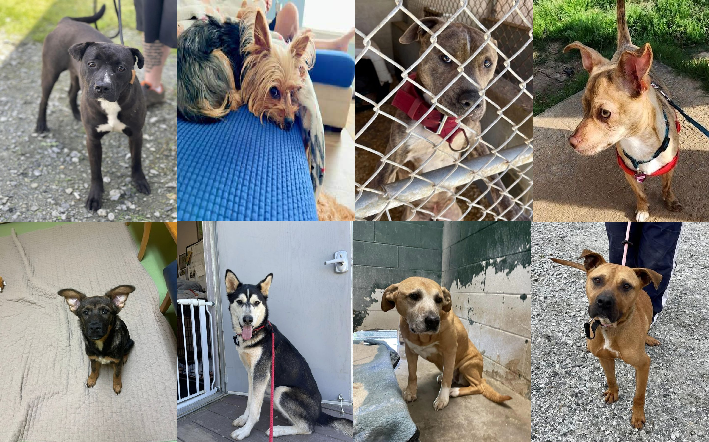 20230418pups