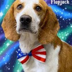 Flapjack