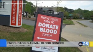 Blood Connection