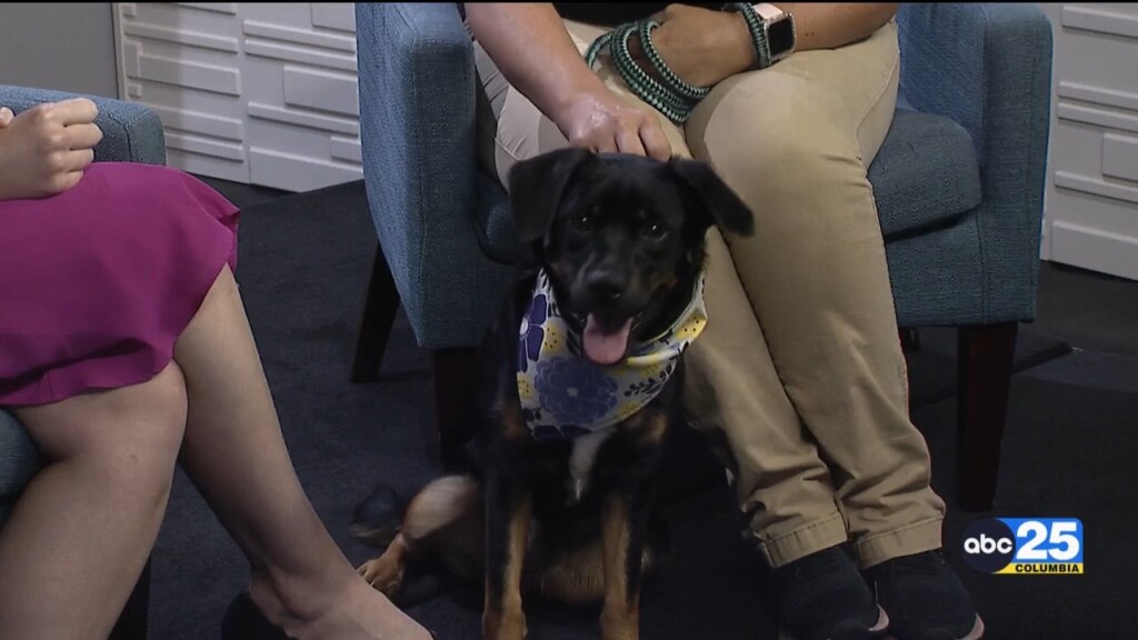 Pet Of The Week River