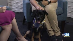 Pet Of The Week River