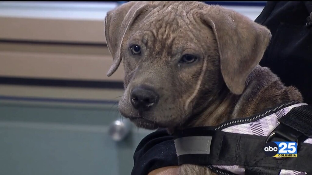 Pet Of The Week: Penny
