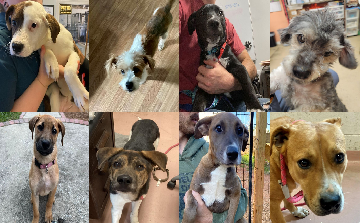 20230504pups
