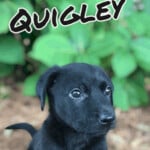 Quigley