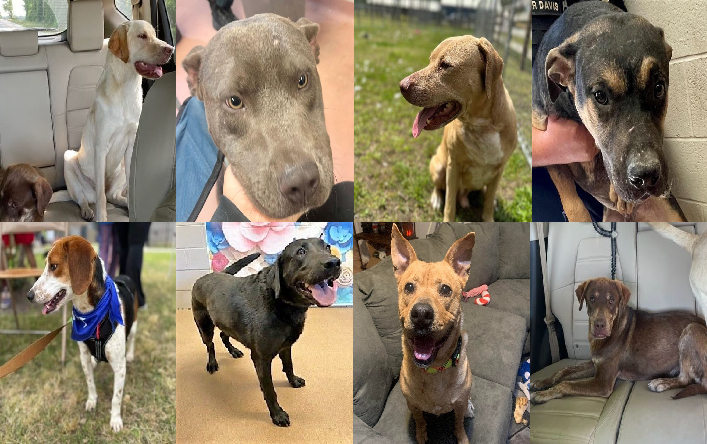 20230511pups