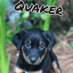 Quaker