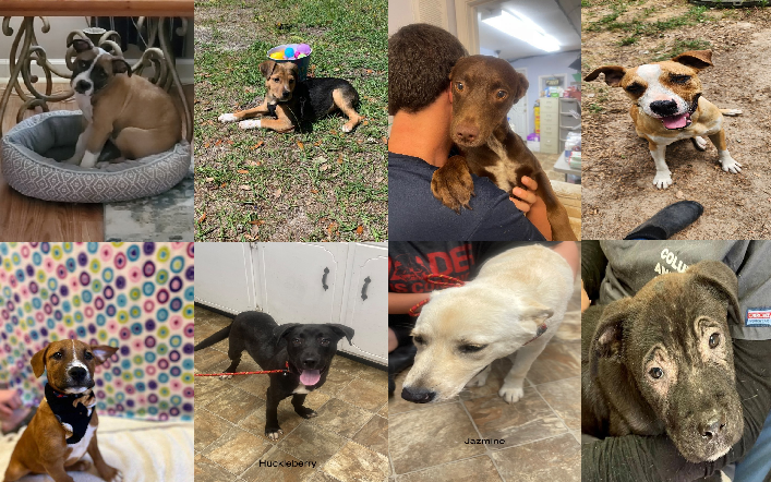 20230510pups
