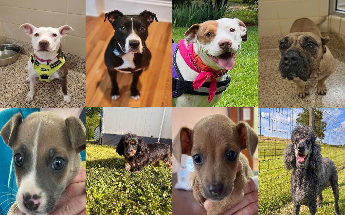 20230518pups