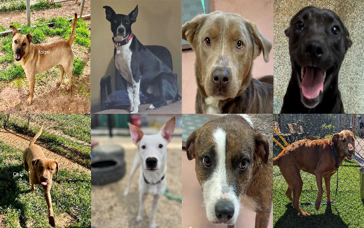 20230509pups
