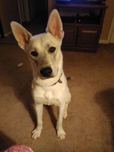 Bodhi
