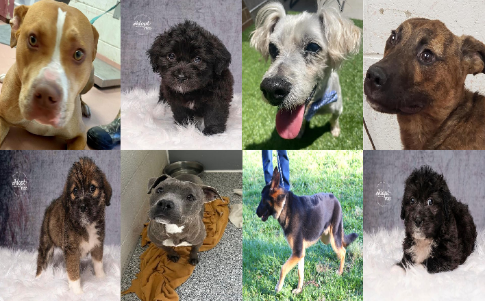 20230512pups