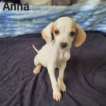Anna