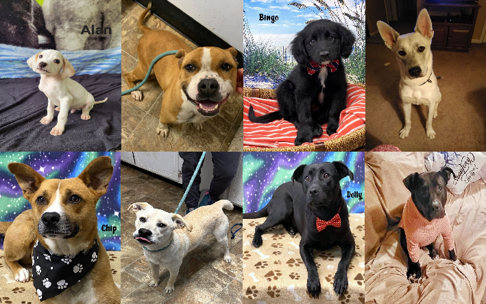 20230519pups