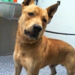 Scooby