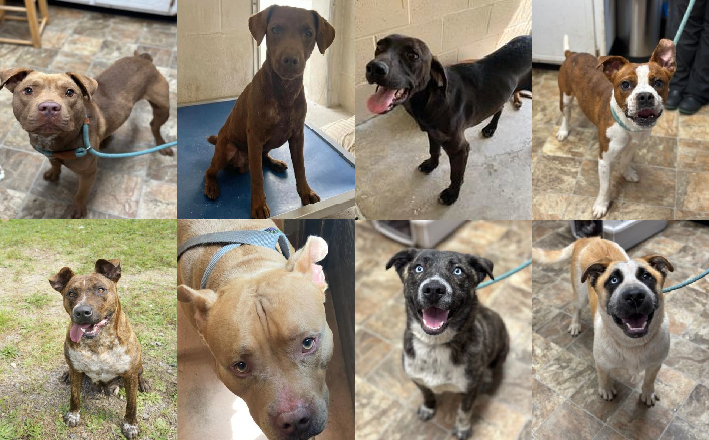 20230523pups