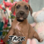 Jack