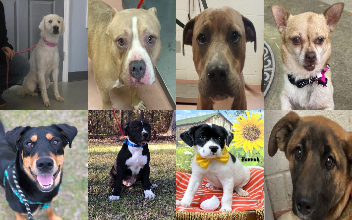20230503pups