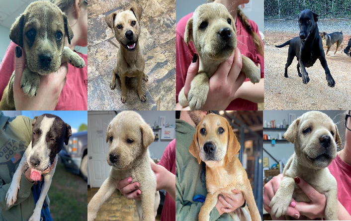 20230502pups