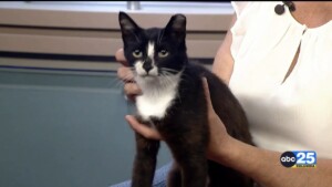 Pet Of The Week Harold
