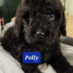 Polly
