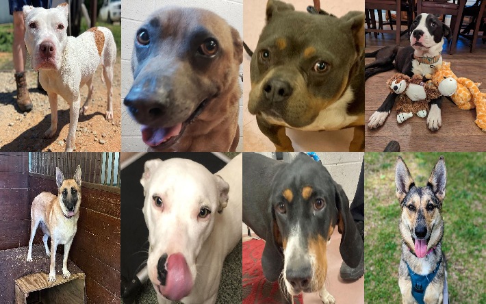 20230505pups