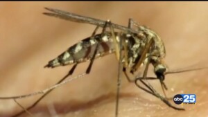 Study: Mosquitoes Love Body Odor
