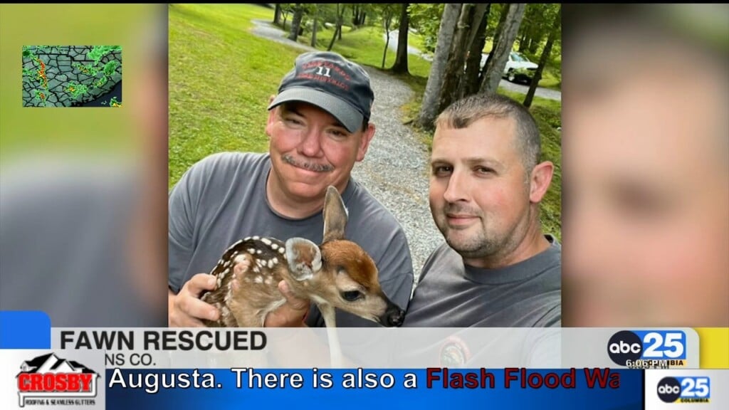 Fawn Rescued