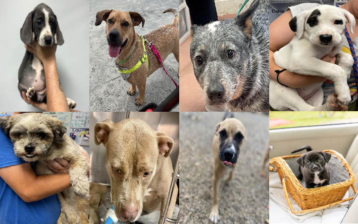 20230613pups